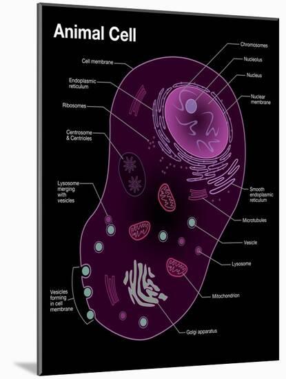 Animal Cell Diagram-Spencer Sutton-Mounted Giclee Print