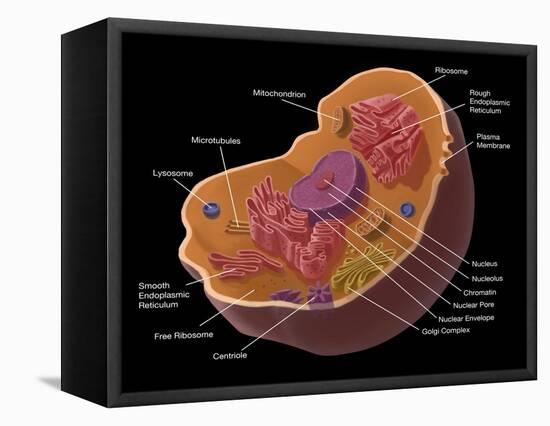 Animal Cell-Spencer Sutton-Framed Premier Image Canvas