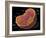 Animal Cell-Spencer Sutton-Framed Giclee Print