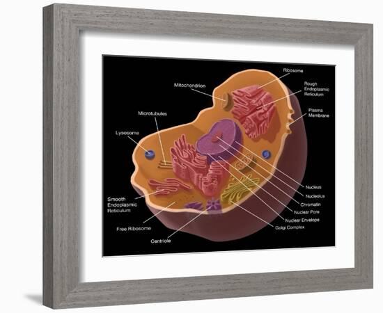 Animal Cell-Spencer Sutton-Framed Giclee Print