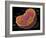 Animal Cell-Spencer Sutton-Framed Giclee Print