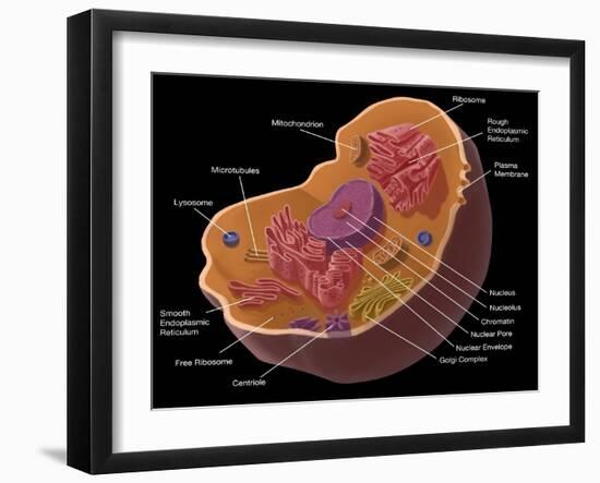 Animal Cell-Spencer Sutton-Framed Giclee Print