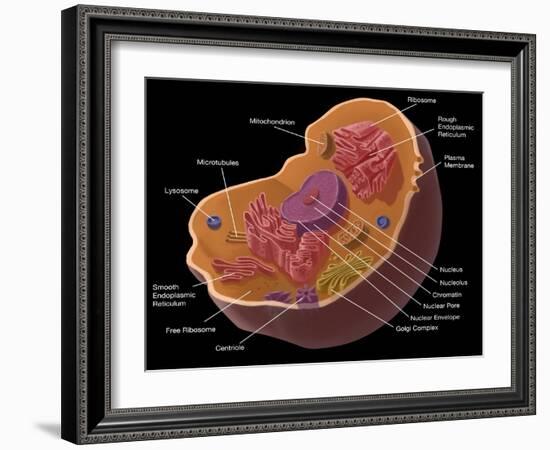 Animal Cell-Spencer Sutton-Framed Giclee Print