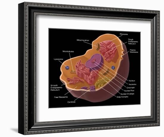 Animal Cell-Spencer Sutton-Framed Giclee Print