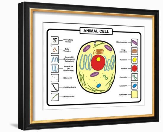 Animal Cell-udaix-Framed Art Print