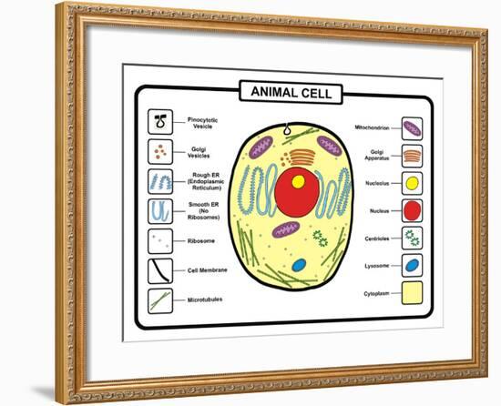 Animal Cell-udaix-Framed Art Print