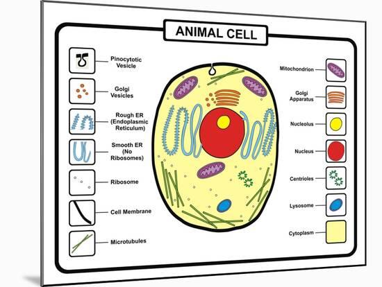 Animal Cell-udaix-Mounted Art Print