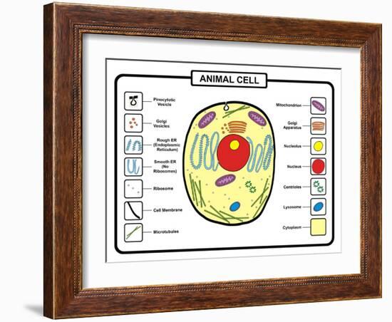 Animal Cell-udaix-Framed Art Print