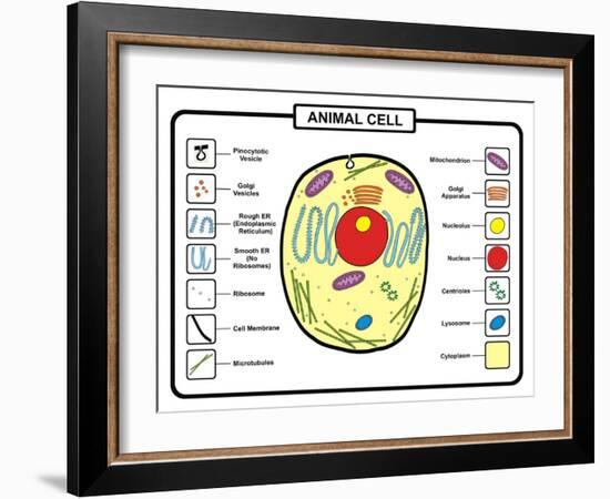 Animal Cell-udaix-Framed Art Print