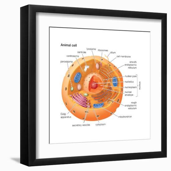 Animal Cells, Eukaryotes, Biology-Encyclopaedia Britannica-Framed Art Print