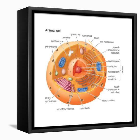 Animal Cells, Eukaryotes, Biology-Encyclopaedia Britannica-Framed Stretched Canvas