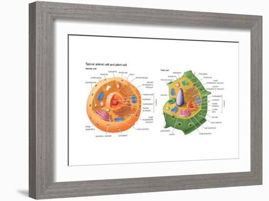 Animal Cells, Plant Cells, Eukaryotes, Biology-Encyclopaedia Britannica-Framed Art Print