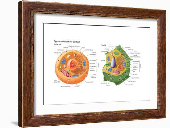 Animal Cells, Plant Cells, Eukaryotes, Biology-Encyclopaedia Britannica-Framed Art Print