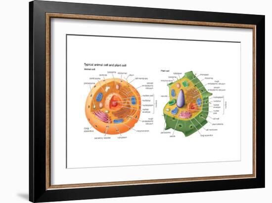 Animal Cells, Plant Cells, Eukaryotes, Biology-Encyclopaedia Britannica-Framed Art Print