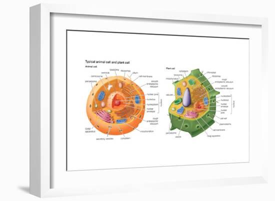Animal Cells, Plant Cells, Eukaryotes, Biology-Encyclopaedia Britannica-Framed Art Print
