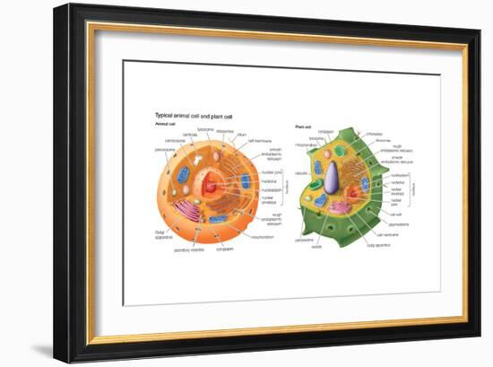 Animal Cells, Plant Cells, Eukaryotes, Biology-Encyclopaedia Britannica-Framed Art Print