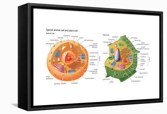 Animal Cells, Plant Cells, Eukaryotes, Biology-Encyclopaedia Britannica-Framed Stretched Canvas