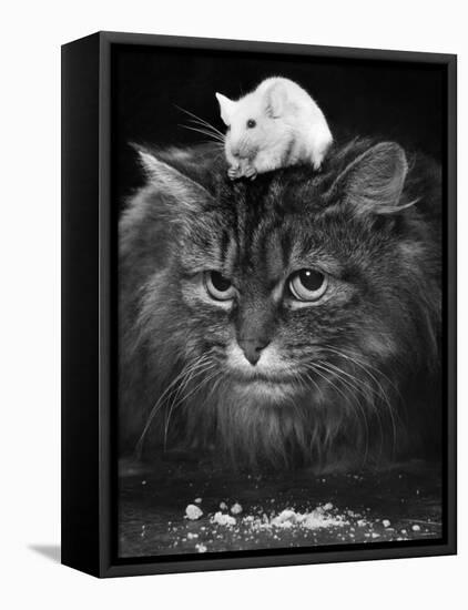 Animal Friendships: Cats and Mice-null-Framed Premier Image Canvas