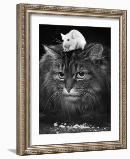 Animal Friendships: Cats and Mice-null-Framed Photographic Print