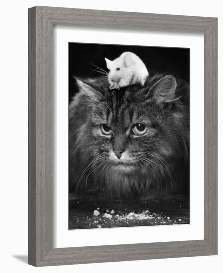 Animal Friendships: Cats and Mice-null-Framed Photographic Print