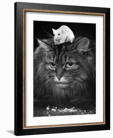 Animal Friendships: Cats and Mice-null-Framed Photographic Print