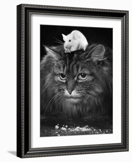 Animal Friendships: Cats and Mice-null-Framed Photographic Print