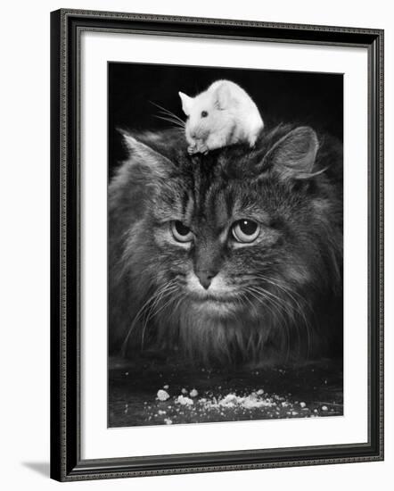 Animal Friendships: Cats and Mice-null-Framed Photographic Print