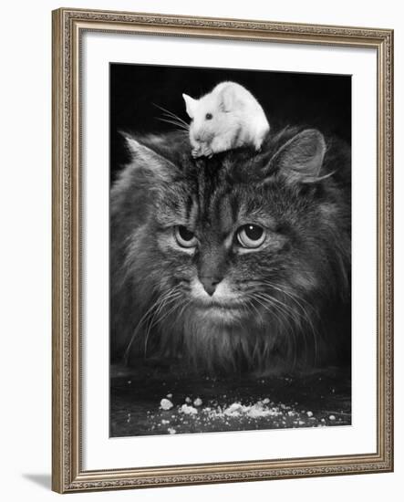 Animal Friendships: Cats and Mice-null-Framed Photographic Print