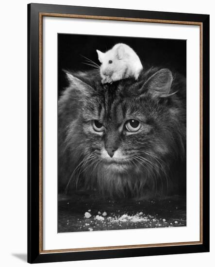 Animal Friendships: Cats and Mice-null-Framed Photographic Print