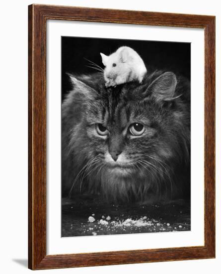 Animal Friendships: Cats and Mice-null-Framed Photographic Print