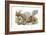 Animal Kingdom-Tim Knepp-Framed Giclee Print