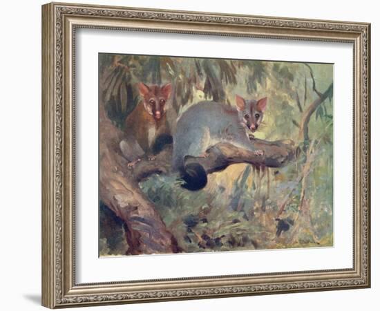 Animal, Phalanger 1909-Cuthbert Swan-Framed Art Print