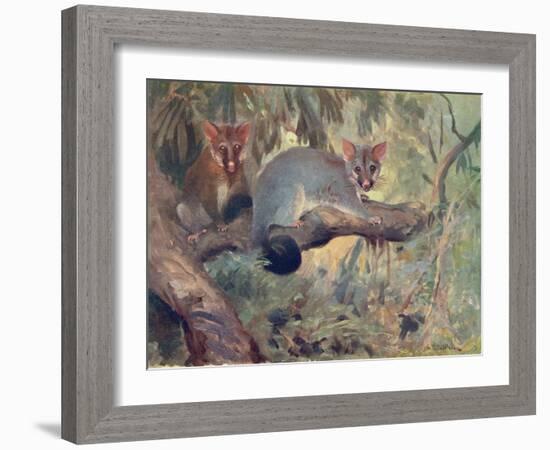 Animal, Phalanger 1909-Cuthbert Swan-Framed Art Print