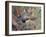 Animal, Phalanger 1909-Cuthbert Swan-Framed Art Print