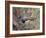 Animal, Phalanger 1909-Cuthbert Swan-Framed Art Print