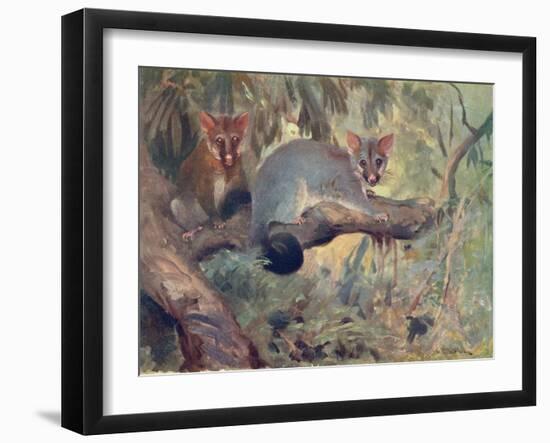 Animal, Phalanger 1909-Cuthbert Swan-Framed Art Print