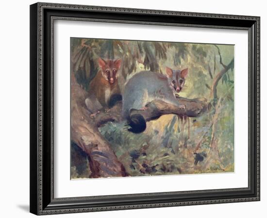 Animal, Phalanger 1909-Cuthbert Swan-Framed Art Print