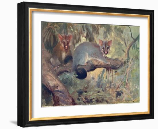 Animal, Phalanger 1909-Cuthbert Swan-Framed Art Print