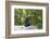 Animal photography, young gorilla sits on big stone and scratches thoughtfully in the head, in the -UtArt-Framed Photographic Print