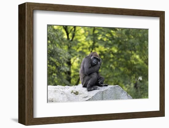 Animal photography, young gorilla sits on big stone and scratches thoughtfully in the head, in the -UtArt-Framed Photographic Print