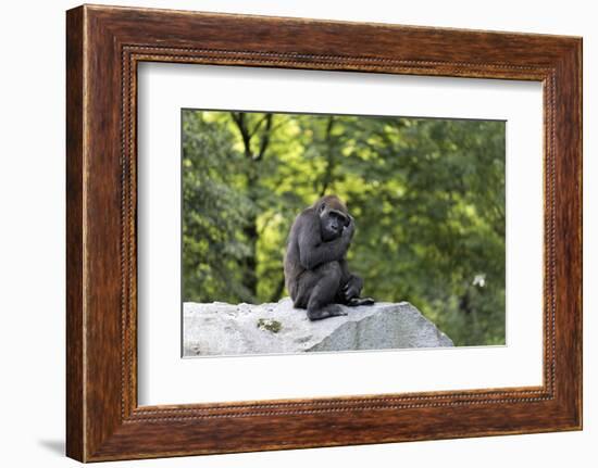 Animal photography, young gorilla sits on big stone and scratches thoughtfully in the head, in the -UtArt-Framed Photographic Print