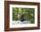 Animal photography, young gorilla sits on big stone and scratches thoughtfully in the head, in the -UtArt-Framed Photographic Print