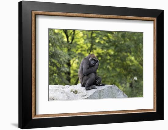 Animal photography, young gorilla sits on big stone and scratches thoughtfully in the head, in the -UtArt-Framed Photographic Print