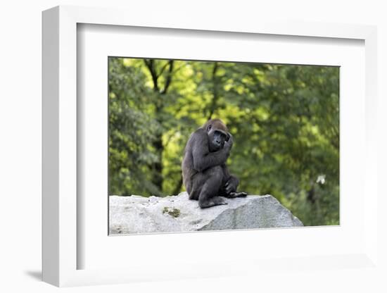 Animal photography, young gorilla sits on big stone and scratches thoughtfully in the head, in the -UtArt-Framed Photographic Print