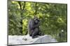 Animal photography, young gorilla sits on big stone and scratches thoughtfully in the head, in the -UtArt-Mounted Photographic Print
