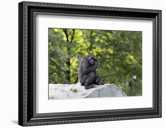 Animal photography, young gorilla sits on big stone and scratches thoughtfully in the head, in the -UtArt-Framed Photographic Print