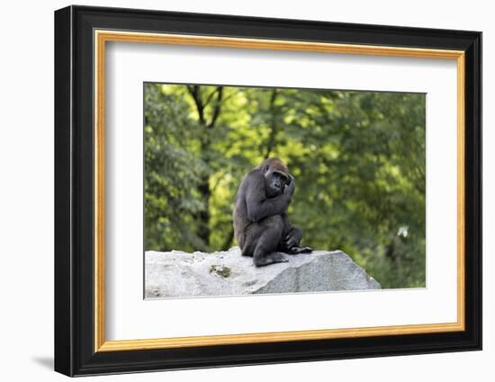 Animal photography, young gorilla sits on big stone and scratches thoughtfully in the head, in the -UtArt-Framed Photographic Print