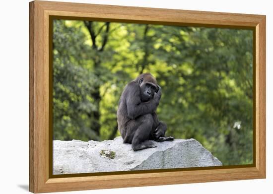 Animal photography, young gorilla sits on big stone and scratches thoughtfully in the head, in the -UtArt-Framed Premier Image Canvas