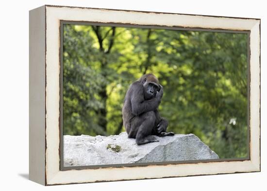 Animal photography, young gorilla sits on big stone and scratches thoughtfully in the head, in the -UtArt-Framed Premier Image Canvas