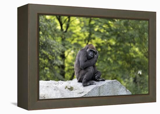 Animal photography, young gorilla sits on big stone and scratches thoughtfully in the head, in the -UtArt-Framed Premier Image Canvas